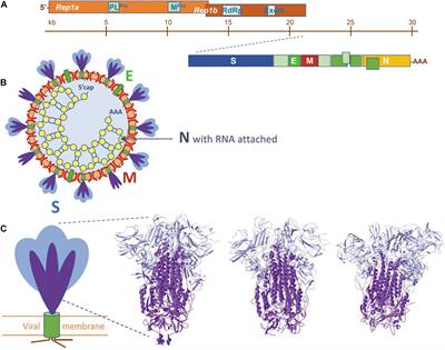 Scrutinizing Coronaviruses Using Publicly Available Bioinformatic Tools: The Viral Structural Proteins as a Case Study